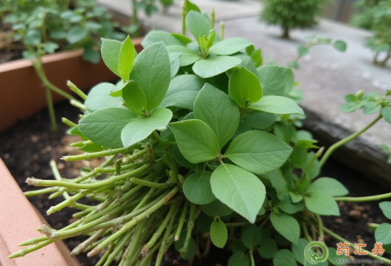 胰腺炎可以吃馬齒莧嗎